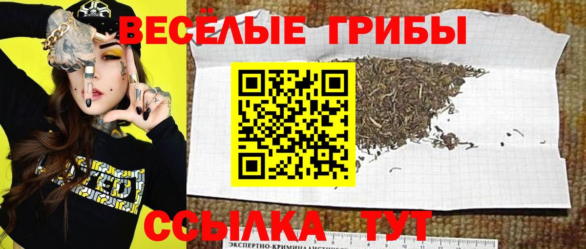 Галлюциногенные грибы Psilocybe  Вход с VPN  Котовск 